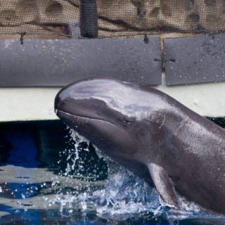 Chester, false killer whale dies at Vancouver Aquarium