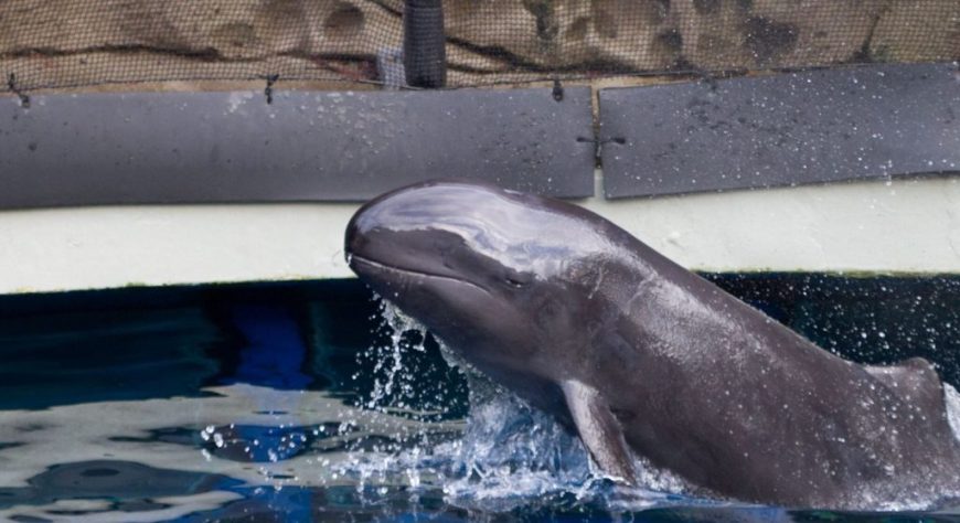 Chester, false killer whale dies at Vancouver Aquarium