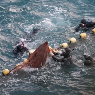 Brutality in the cove as captive selection takes place of bottlenose dolphins, Taiji, Japan