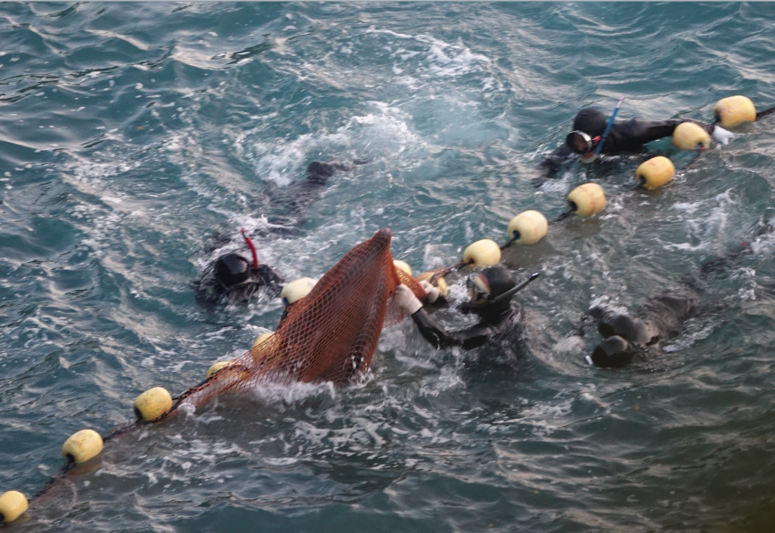Brutality in the cove as captive selection takes place of bottlenose dolphins, Taiji, Japan
