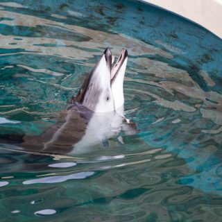 Helen, Pacific white-sided dolphin, Vancouver Aquarium