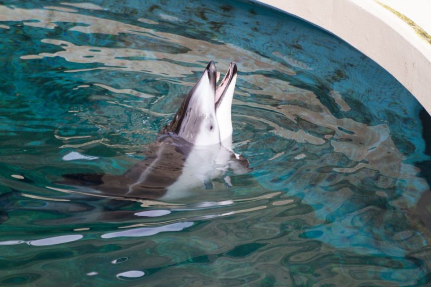 Helen, Pacific white-sided dolphin, Vancouver Aquarium