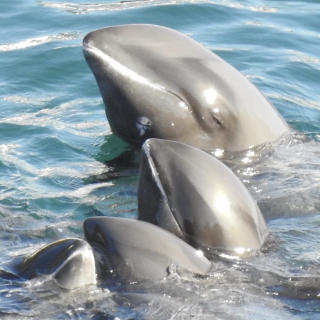 Melon-headed whales after being driven into the cove, Taiji, Japan