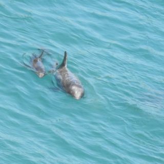 Mom and baby Risso’s dolphins