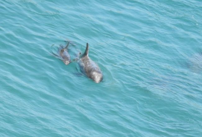 Mom and baby Risso’s dolphins