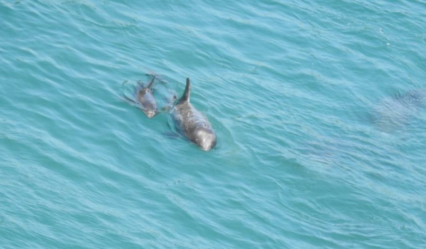 Mom and baby Risso’s dolphins