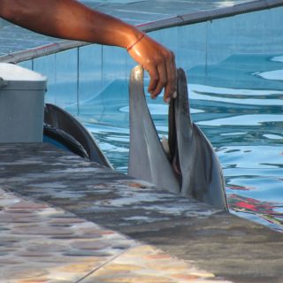 Dolphin in swim-with-program, Bali, Indonesia
