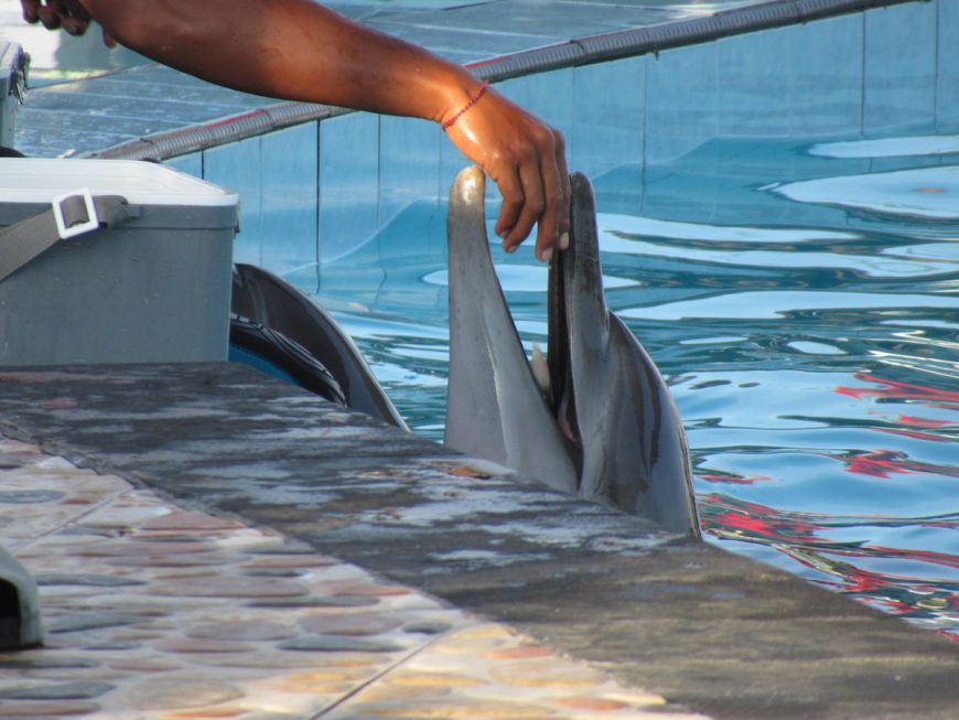 Dolphin in swim-with-program, Bali, Indonesia