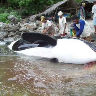 A harpooned orca in Lamalera, Indonesia.