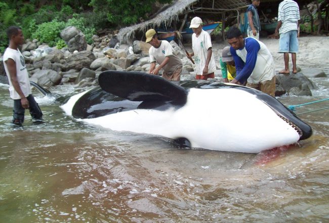 A harpooned orca in Lamalera, Indonesia.