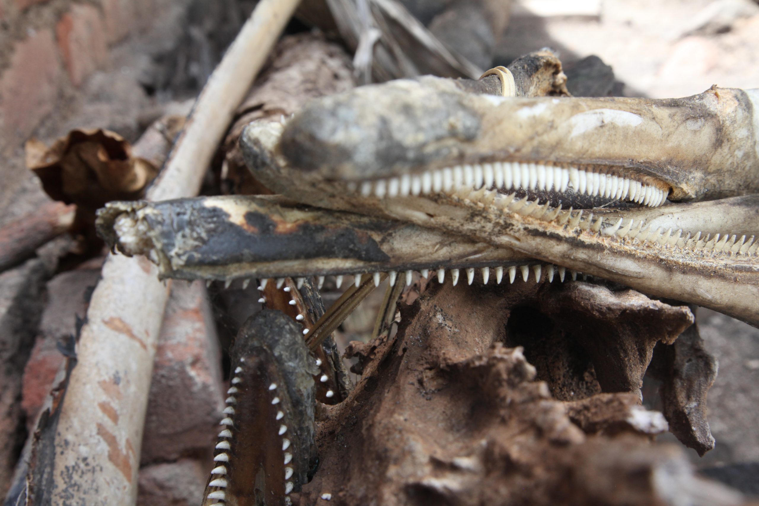 Dolphin jawbones and teeth in Lamalera, Indonesia.