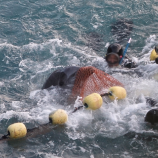 Taiji’s dolphin hunts too cruel to be ‘normalized'