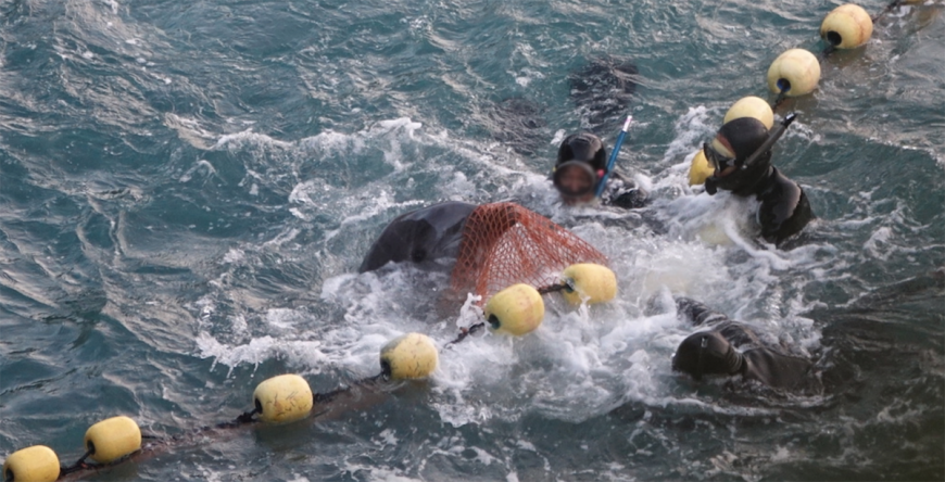 Taiji’s dolphin hunts too cruel to be ‘normalized'