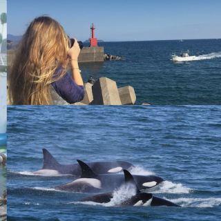 2017: Positive Change for Dolphins