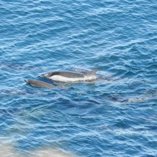 Mother and calf striped dolphins amongst those slaughtered in the cove, Taiji, Japan