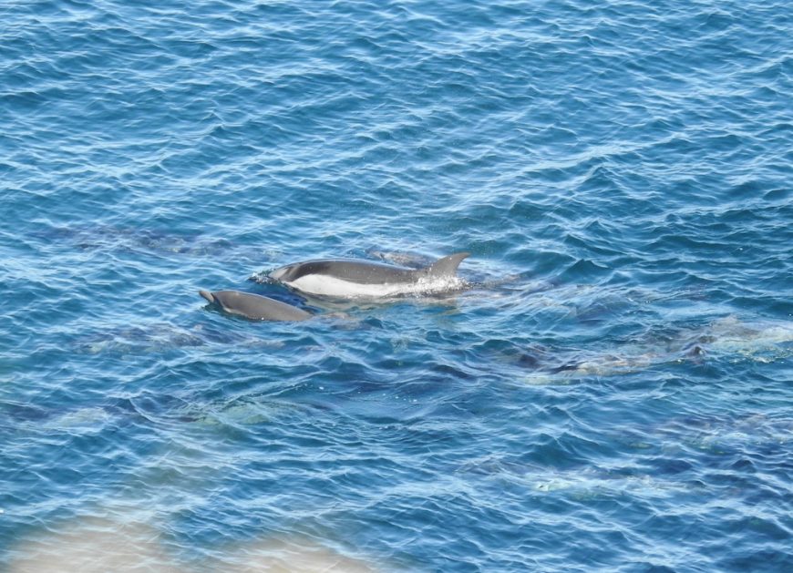 Mother and calf striped dolphins amongst those slaughtered in the cove, Taiji, Japan