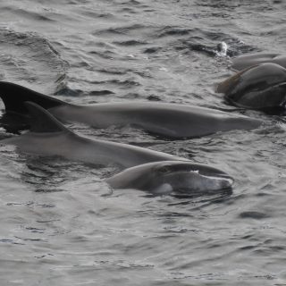Melon-headed whales after being driven into the cove, Taiji, Japan.