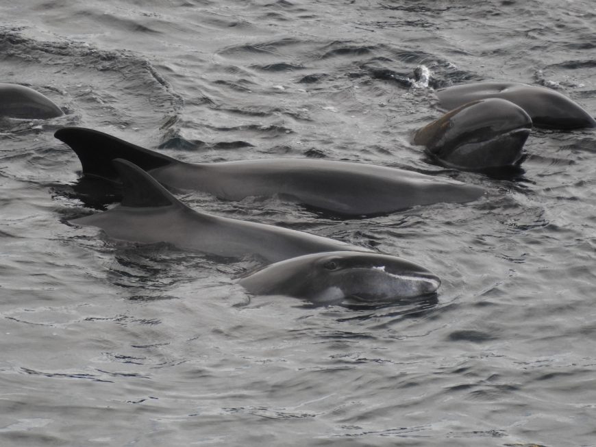Melon-headed whales after being driven into the cove, Taiji, Japan.