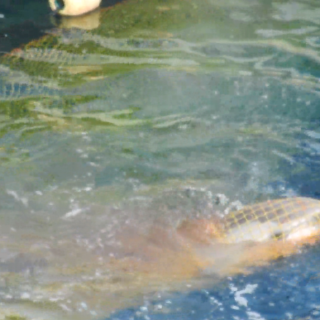 Striped dolphin caught in net, Taiji, Japan