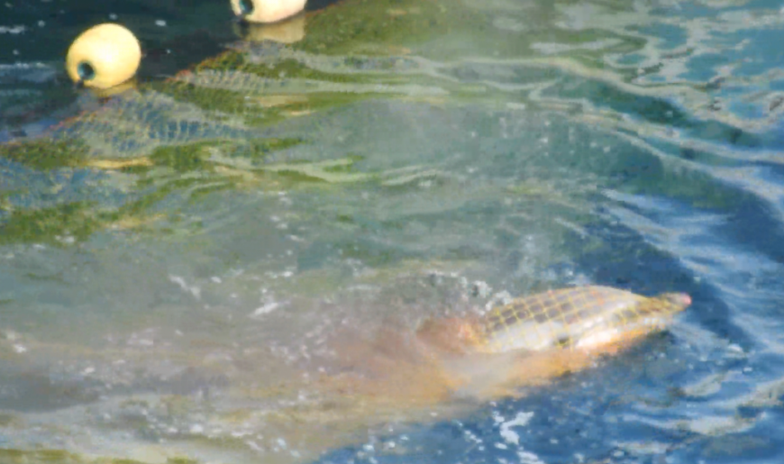 Striped dolphin caught in net, Taiji, Japan