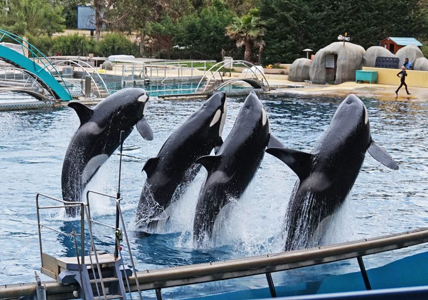 Orca show Marineland Antibes
