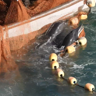 Rough-toothed dolphins after being driven into The Cove, Taiji, Japan