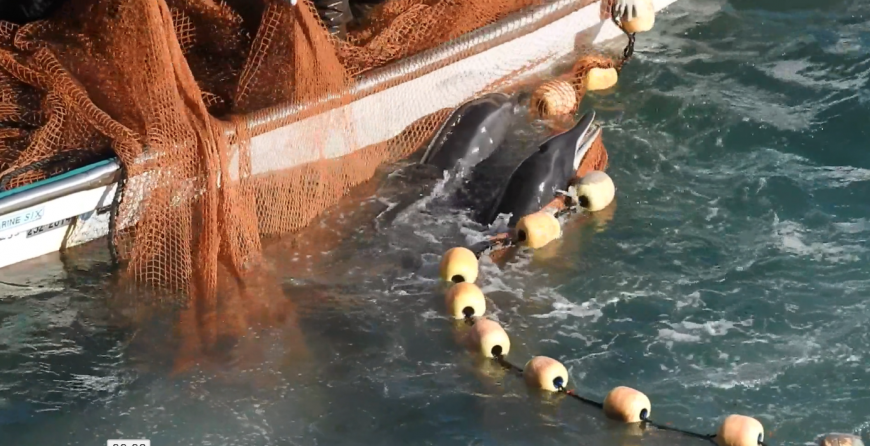 Rough-toothed dolphins after being driven into The Cove, Taiji, Japan