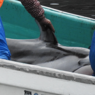 Pacific white-sided dolphins captured in Taiji, Japan