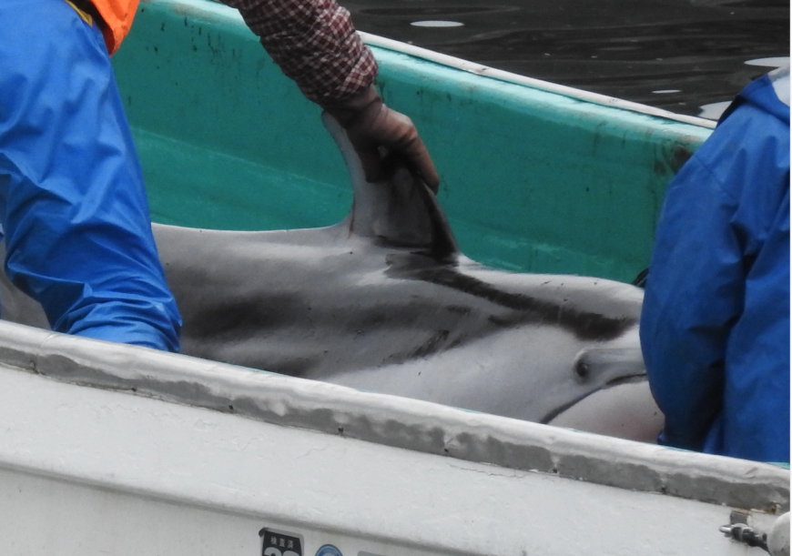 Pacific white-sided dolphins captured in Taiji, Japan