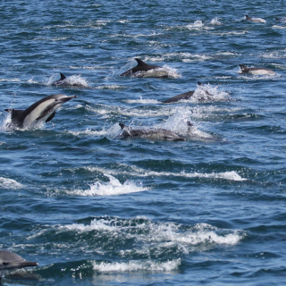 Wild common dolphins. Credit: Cynthia Fernandez