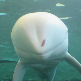 Hamata, White Risso’s Dolphin, Taiji Whale Museum, Taiji, Japan