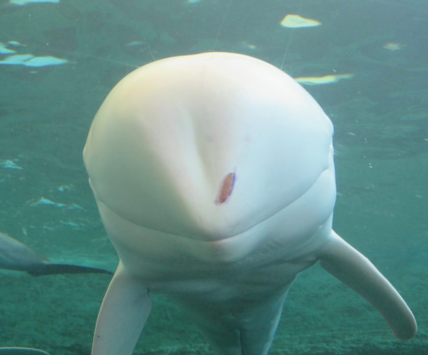 Hamata, White Risso’s Dolphin, Taiji Whale Museum, Taiji, Japan
