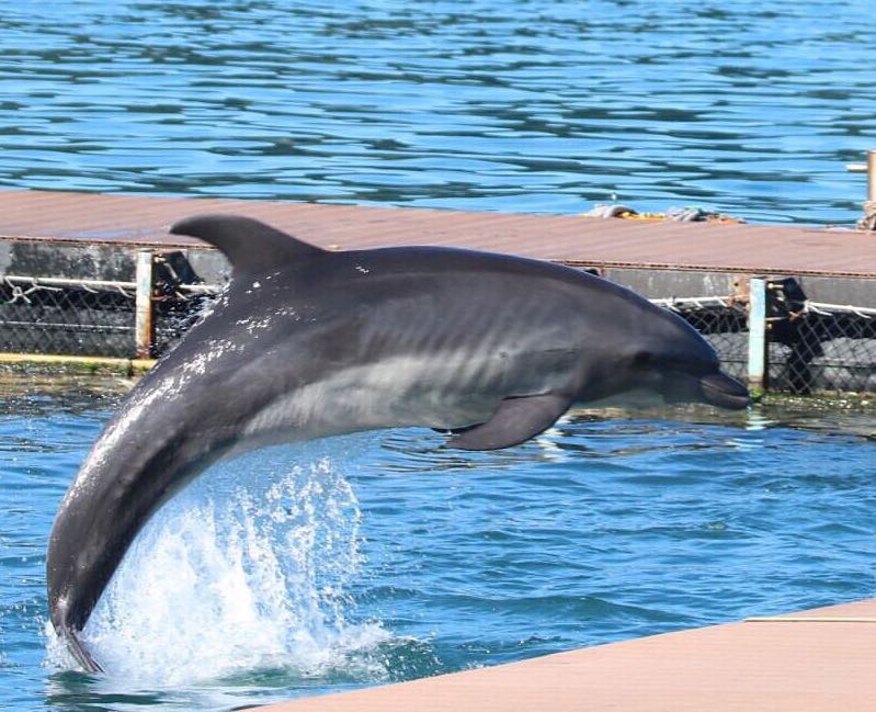captured dolphin training malnutrition captivity taiji dolphin project