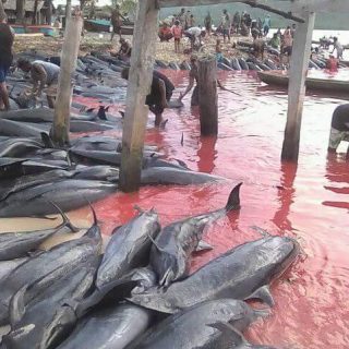 solomon islands, dolphin slaughter, fanalei, pantropical spotted dolphins