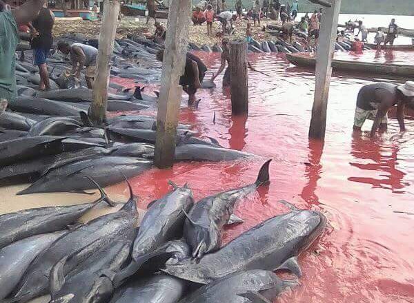 solomon islands, dolphin slaughter, fanalei, pantropical spotted dolphins
