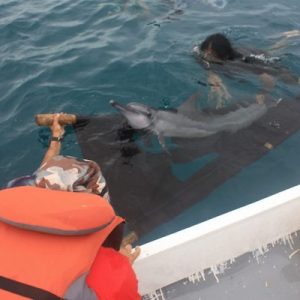 Dolphin destined for Indonesia’s horrific traveling circuses is rescued and released. Dolphin destined for Indonesia’s horrific traveling circuses is rescued and released.