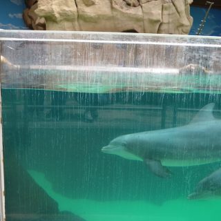 In between theatrical shows, the dolphins spend their time swimming in endless circles