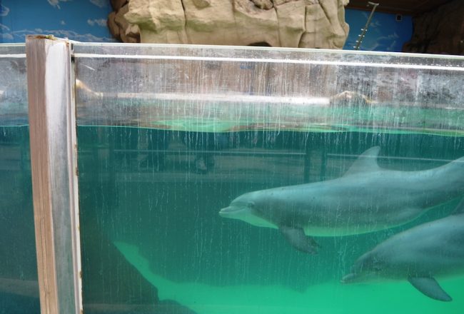 In between theatrical shows, the dolphins spend their time swimming in endless circles