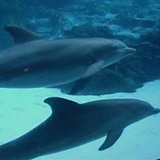 Captive bottlenose dolphins.