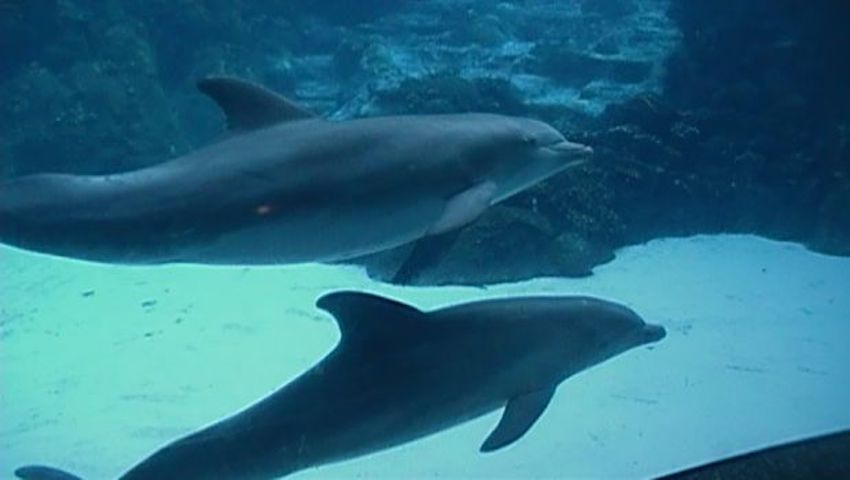Captive bottlenose dolphins.