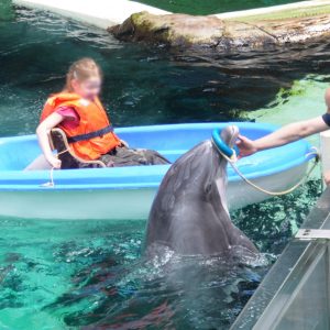Captive bottlenose dolphin at Duisburg Zoo