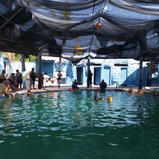 Melka hotel swim-with-dolphins program