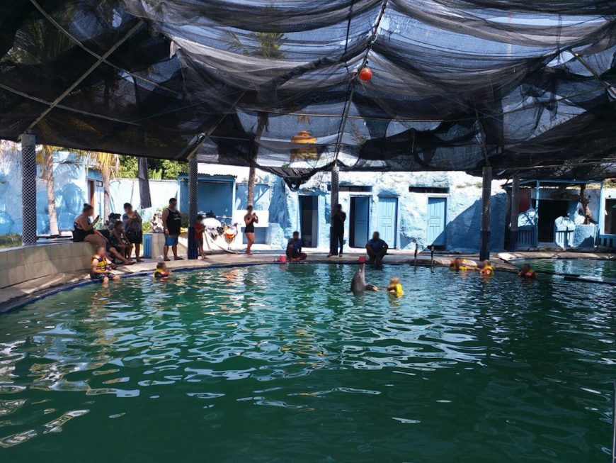 Melka hotel swim-with-dolphins program
