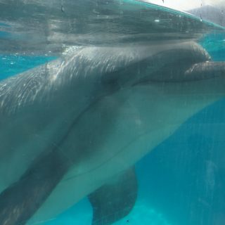 Captive bottlenose dolphin at Marineland, Niagara Falls
