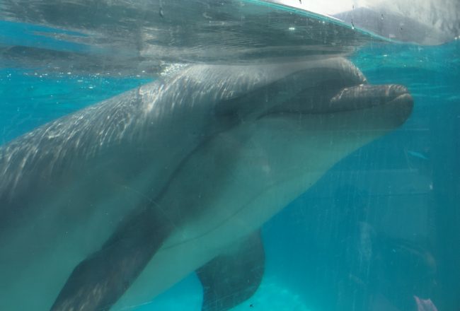 Captive bottlenose dolphin at Marineland, Niagara Falls
