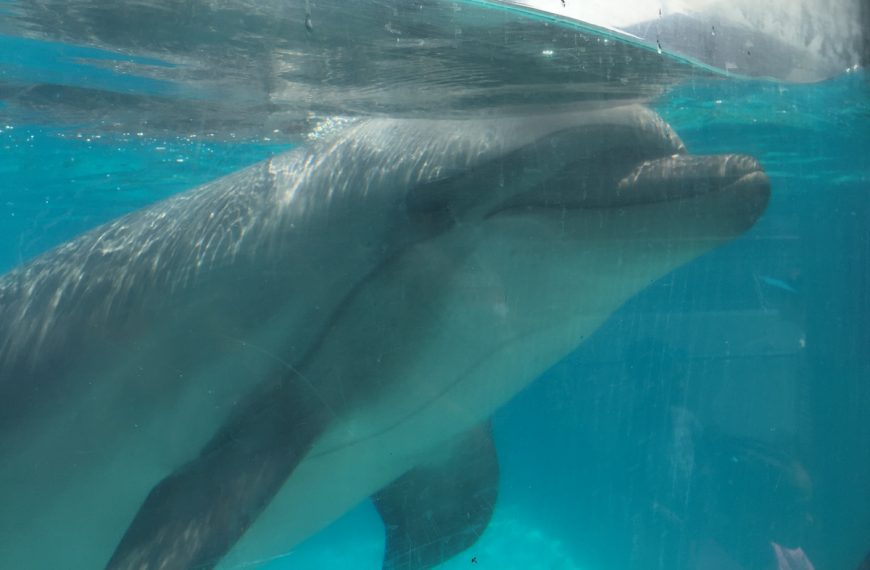 Captive bottlenose dolphin at Marineland, Niagara Falls