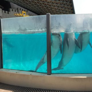 Bottlenose dolphins await instructions from their trainer, Marineland, Canada.
