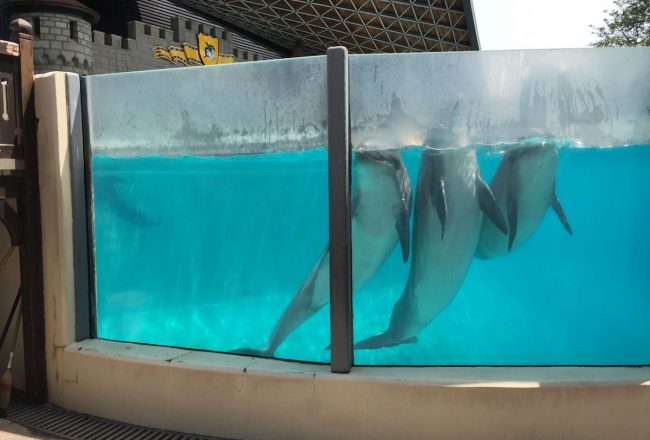 Bottlenose dolphins await instructions from their trainer, Marineland, Canada.