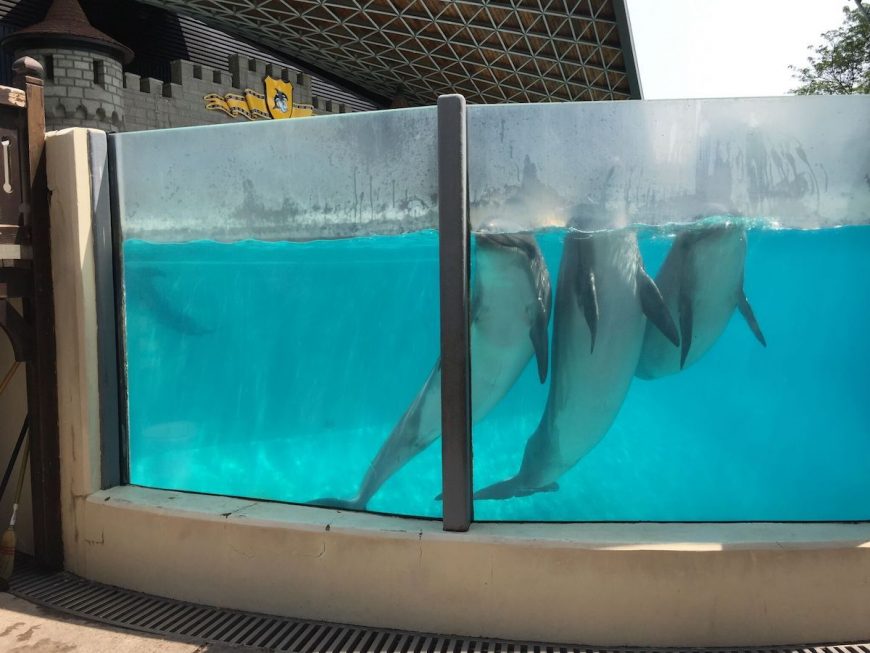 Bottlenose dolphins await instructions from their trainer, Marineland, Canada.