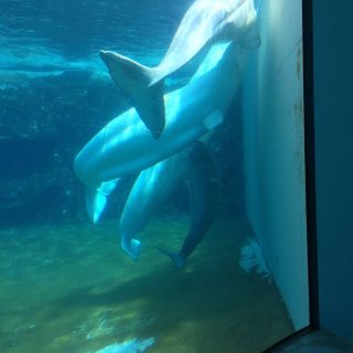 Beluga whales in captivity, Marineland, Canada